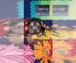 Small #15 Yorkshire Terrier