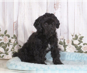 Shih-Poo Puppy for sale in PENNS CREEK, PA, USA