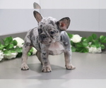 Small Photo #4 French Bulldog Puppy For Sale in SHILOH, OH, USA