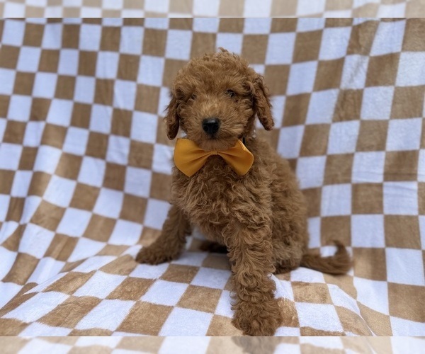 Medium Photo #4 Poodle (Miniature) Puppy For Sale in LAKELAND, FL, USA