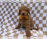 Small #3 Poodle (Miniature)