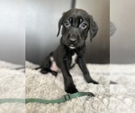 Puppy 6 Chocolate Labrador retriever-German Shepherd Dog Mix