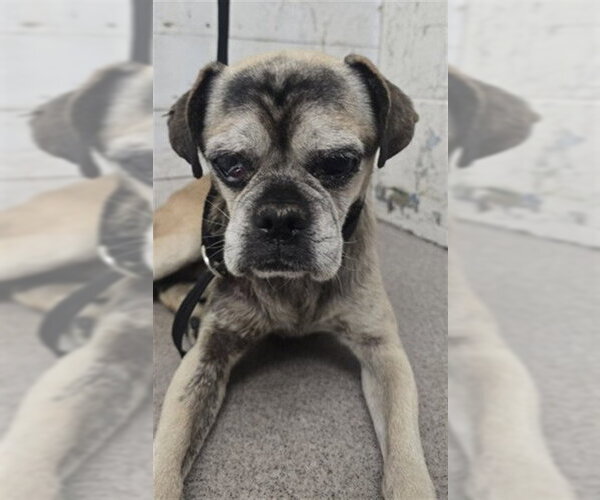 Medium Photo #1 Pug-Unknown Mix Puppy For Sale in San Bernardino, CA, USA