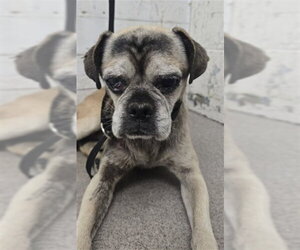 Pug-Unknown Mix Dogs for adoption in San Bernardino, CA, USA