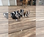 Image preview for Ad Listing. Nickname: Litter of 4