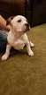 Small Photo #3 American Bully Puppy For Sale in CRESTON, MT, USA