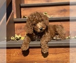 Puppy 7 Poodle (Standard)