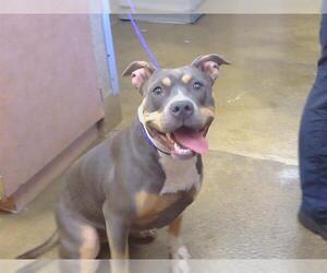 Mutt Dogs for adoption in Sacramento, CA, USA