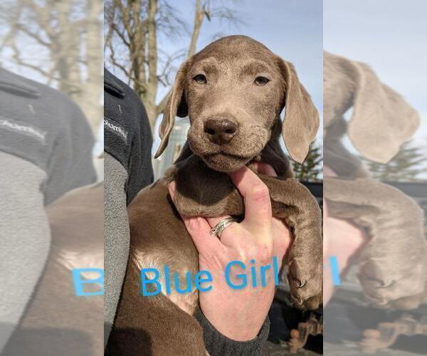 Medium Photo #2 Labrador Retriever Puppy For Sale in BUCYRUS, OH, USA