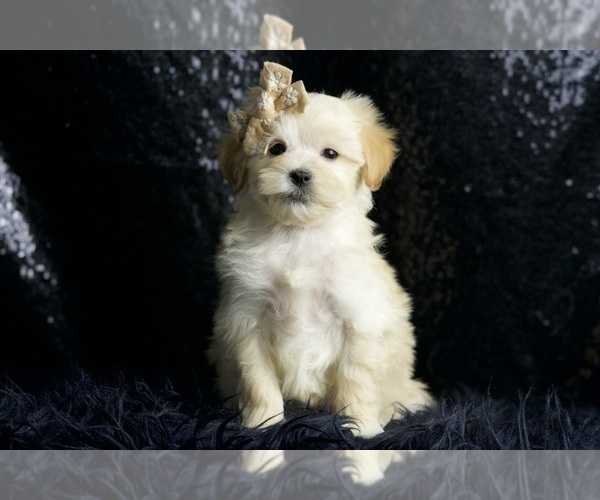 Medium Photo #64 Maltipoo Puppy For Sale in WARSAW, IN, USA