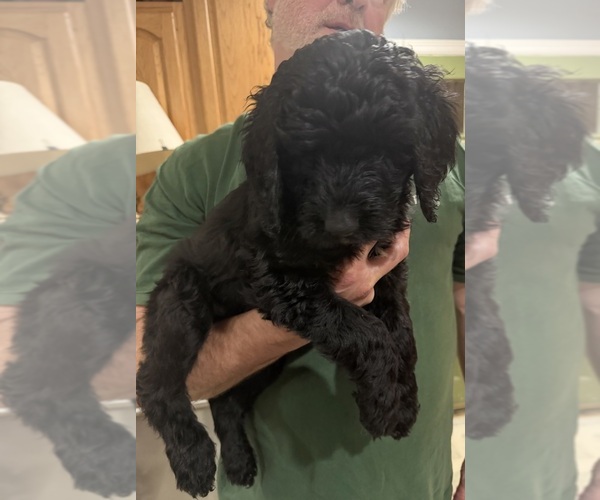 Medium Photo #7 Goldendoodle mix (+ Poodle Standard) Puppy For Sale in SOUTH BEND, IN, USA