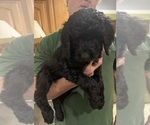 Litter of 10 - Male(s) and Female(s) Goldendoodle mix (+ Poodle Standard)Litter of Puppies for Sale - Photo #7