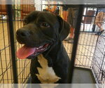 Small American Pit Bull Terrier-Labrador Retriever Mix