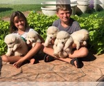 Small Photo #5 Alaskan Malamute Puppy For Sale in HENNESSEY, OK, USA