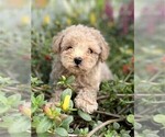 Small #6 Poodle (Toy)