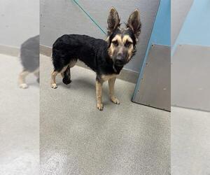 German Shepherd Dog-Unknown Mix Dogs for adoption in Las Vegas, NV, USA