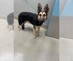 Small German Shepherd Dog Mix