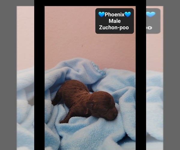 Medium Photo #3 Poodle (Toy)-Zuchon Mix Puppy For Sale in TUCSON, AZ, USA
