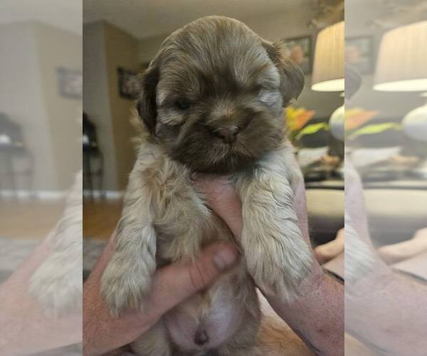 Medium Photo #15 Shih Tzu Puppy For Sale in CANFIELD, OH, USA