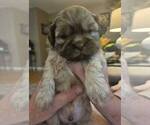 Small #14 Shih Tzu