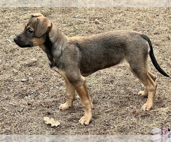 Medium Photo #4 Labrador Retriever-Unknown Mix Puppy For Sale in St. Louis Park, MN, USA