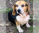 Small #2 Beagle