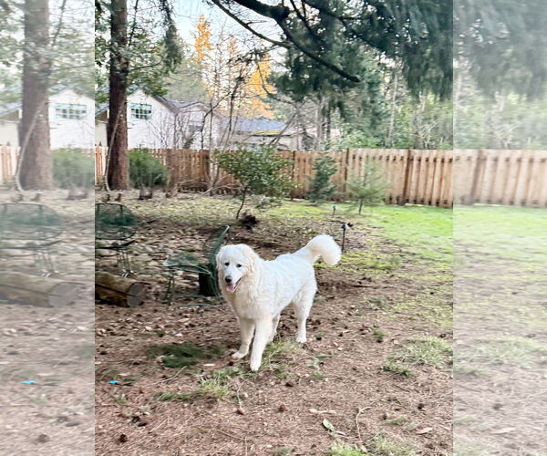 Medium Photo #3 Great Pyrenees Puppy For Sale in Bend, OR, USA