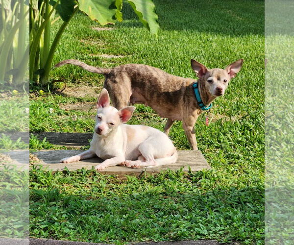 Medium Photo #6 Chihuahua Puppy For Sale in Arlington, VA, USA