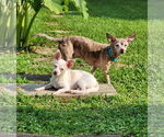 Small #5 Chihuahua