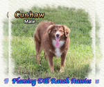 Image preview for Ad Listing. Nickname: Cushaw