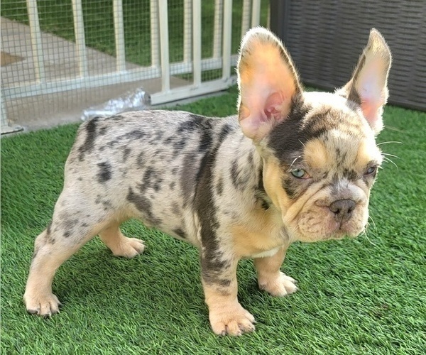 Medium Photo #14 French Bulldog Puppy For Sale in LAS VEGAS, NV, USA