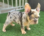 Small #13 French Bulldog
