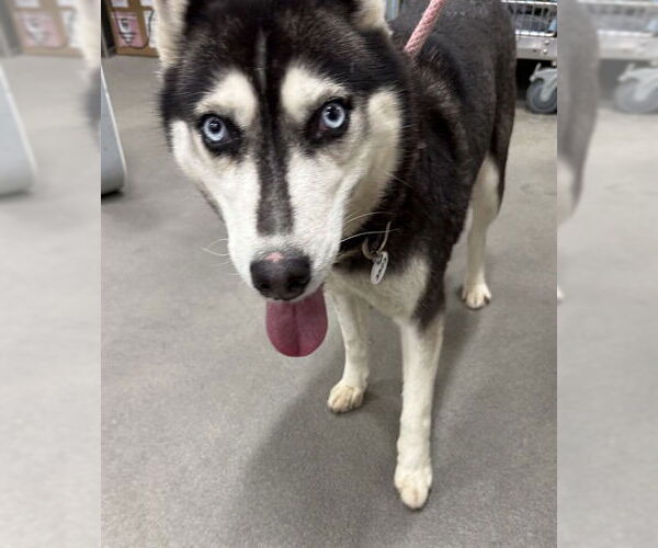 Medium Photo #1 Siberian Husky Puppy For Sale in Forestville, MD, USA