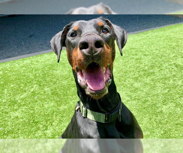 Medium Photo #1 Doberman Pinscher-Unknown Mix Puppy For Sale in Moreno Valley, CA, USA