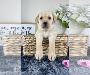 Labrador Retriever Puppy for sale in GREENFIELD, IN, USA