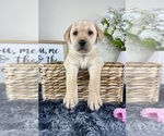 Image preview for Ad Listing. Nickname: Lillian