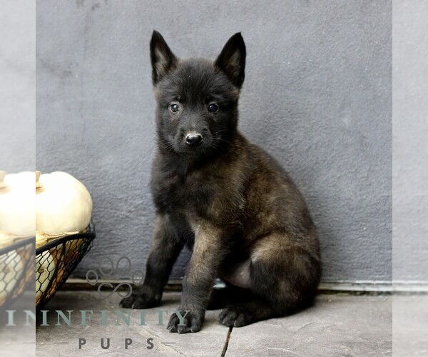 Medium Photo #1 Belgian Malinois Puppy For Sale in RONKS, PA, USA