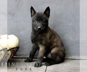 Belgian Malinois Puppy for sale in RONKS, PA, USA