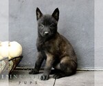 Ripley - Female Belgian Malinois Puppy for Sale - Small photo