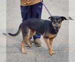 Small #3 Rottweiler Mix