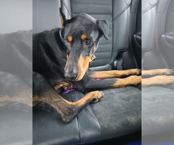 Medium Photo #1 Doberman Pinscher-Unknown Mix Puppy For Sale in New London, WI, USA