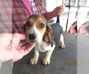 Doxle Puppy for sale in RATTAN, OK, USA