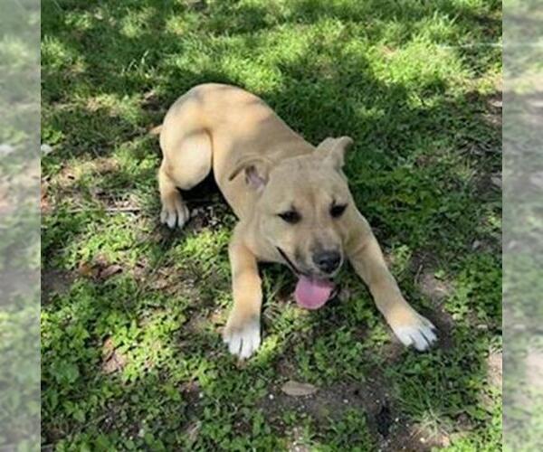 Medium Photo #1 American Staffordshire Terrier-Unknown Mix Puppy For Sale in San Antonio, TX, USA