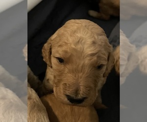 Goldendoodle Puppy for sale in WASHINGTON, DC, USA