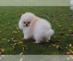 Small Pomeranian