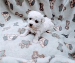 Small Photo #6 Bichon Frise Puppy For Sale in WINSTON SALEM, NC, USA