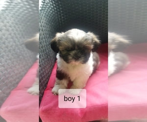 Shih Tzu Puppy for sale in BRIDGEPORT, WV, USA