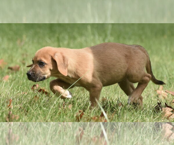 Medium Photo #2 Australian Shepherd-Beagle Mix Puppy For Sale in Mechanicsburg, PA, USA