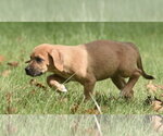 Small Photo #2 Australian Shepherd-Beagle Mix Puppy For Sale in Mechanicsburg, PA, USA