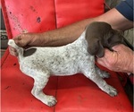 Small #2 German Shorthaired Pointer